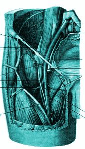 Наружная подвздошная артерия (arteria iliaca external, бедренная артерия (arteria temoralis) и их ветви